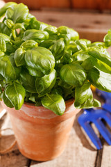 basil in the pot