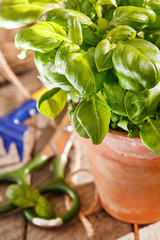 basil in the pot