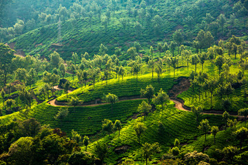 Tea plantations in India