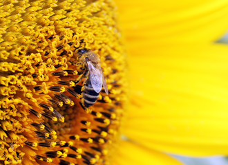 close up of bee on sunflower