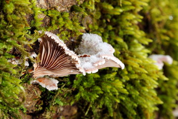 Mushroom among moss