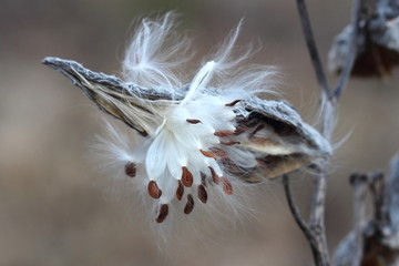 Common Milkweed (Asclepias syriaca) closeup of the seeds