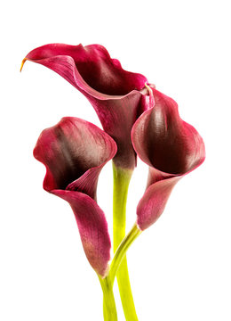 calla lilies