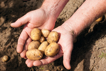 Hands holding fresh potatoes