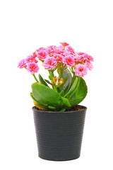 pink kalanchoe flower