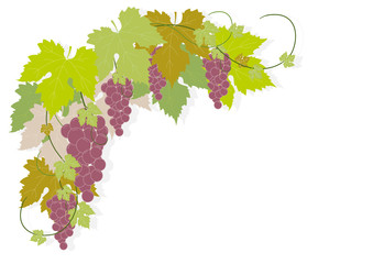 Grapes