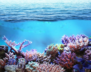Sea underwater