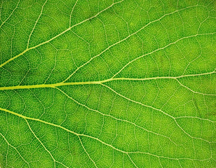 Leaf surface