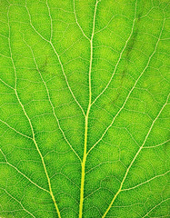 Leaf surface