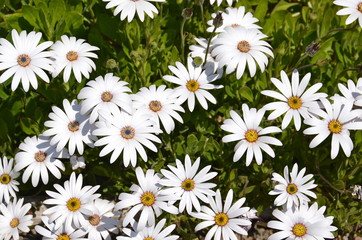 White gerber daisies