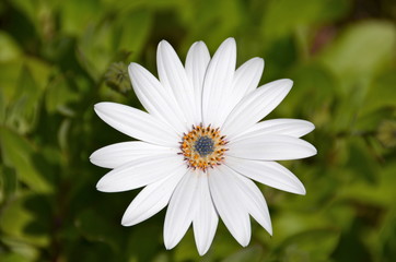 Close up of single white gerber daisy