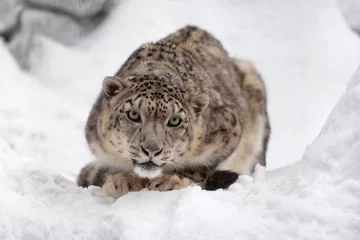 Foto auf Alu-Dibond Snow leopard © Alexander Zhiltsov