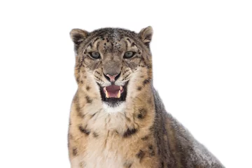 Afwasbaar Fotobehang Panter Snow leopard