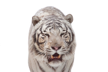 Obraz na płótnie Canvas Biały tygrys