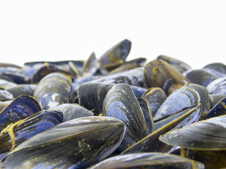 Shells of mussels 