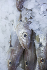 Fisch auf Eis beim Fischhändler