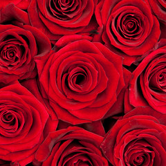red roses