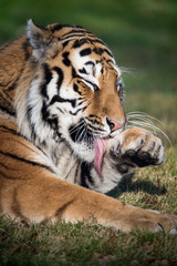 Tiger Licking Paw