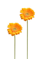 two daisy