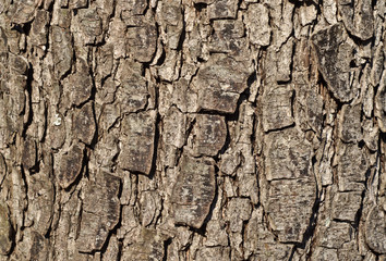 Bark detail