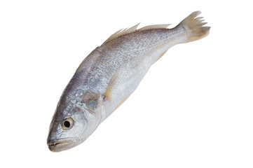 Fresh raw fish isolated on white background