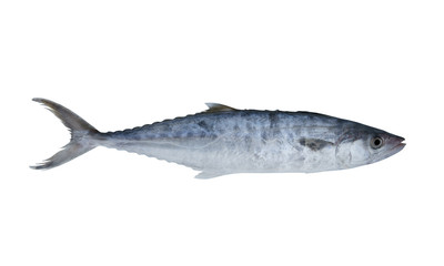 Fresh tuna fish isolated on white background