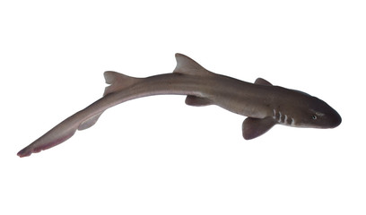 Obraz premium Whole fresh shark isolated on white background