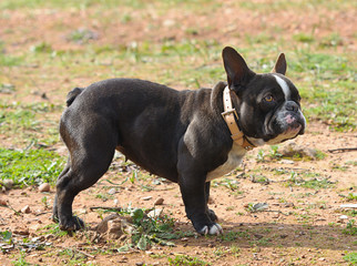 French bulldog