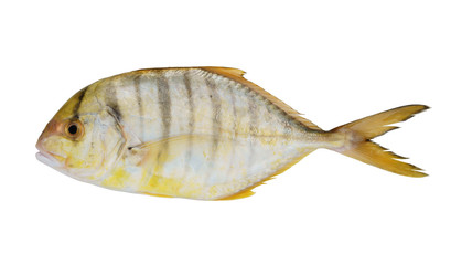 Sea fish with back stripes isolated on white