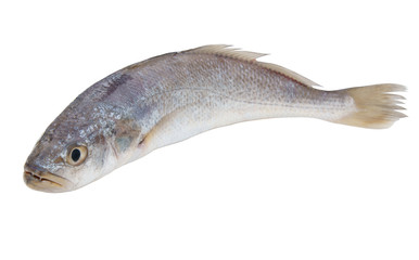 Fresh raw fish isolated on white background