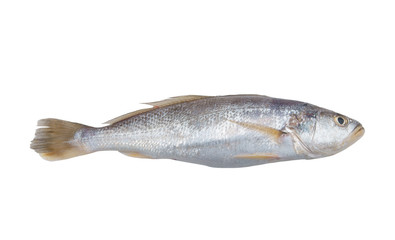 Fresh raw fish isolated on white background