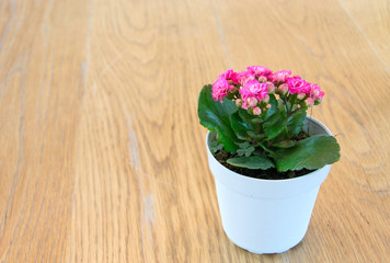 Flaming Katy flower blossom