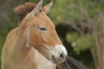 Przewalski's horse