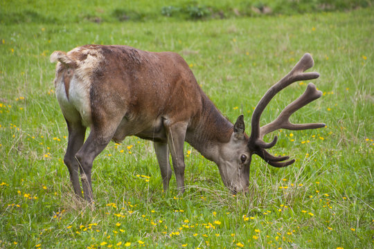 Deer