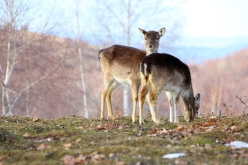 fallow deer doe and calf
