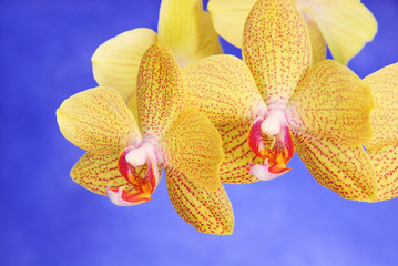 Phalenopsis Brother Girl beautiful yellow orchid branch against