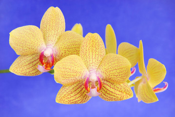 Obraz na płótnie Canvas Phalenopsis Brother Girl beautiful yellow orchid branch against