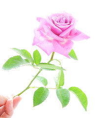 Beautiful pink rose with green leaves in human hand isolated on