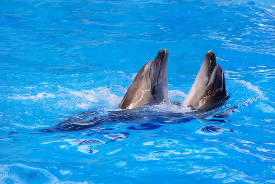 Two dolphins swim in the pool © EMrpize