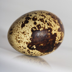quail eggs on a white background. macro