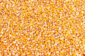 Corn grains background