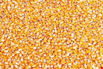 Foto op Canvas Corn grains background © nickolae