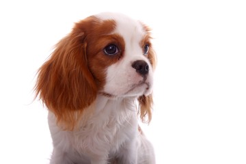Cavalier Welpe Portrait