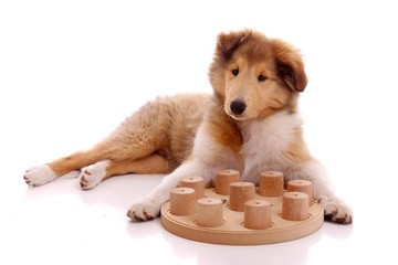 spielender Collie Welpe