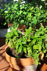 Herbs in the pot