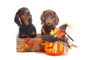 Halloween Dackel Welpen