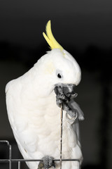 white parrot