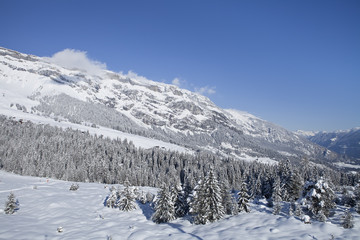 Winter trees in mountains covered with fresh snow. Switzerland,