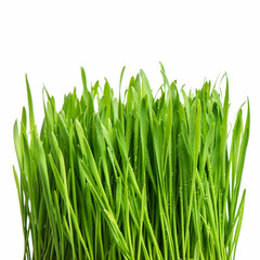 Fototapeta na wymiar fresh green spring grass with water drops
