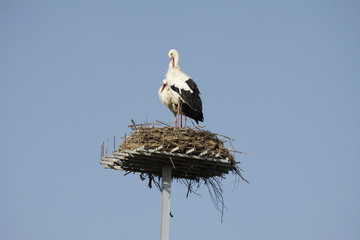 white storks in the nest